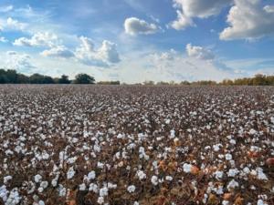 Cotton Closes Steady on Friday